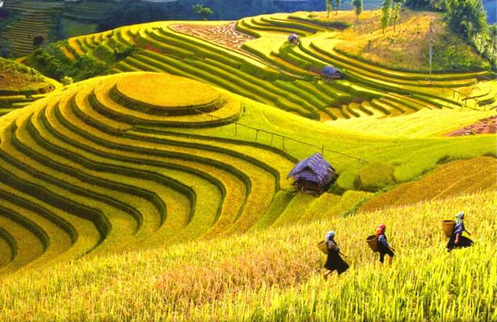 Rice fields in Mu Cang Chai