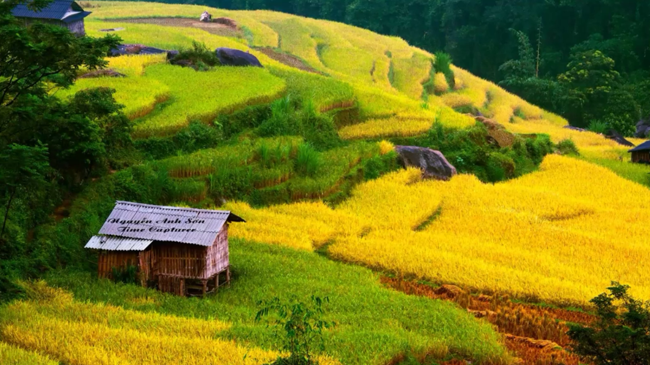 car rental - Mu Cang Chai rice field