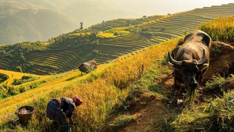 Terraced Rice Field in Sapa