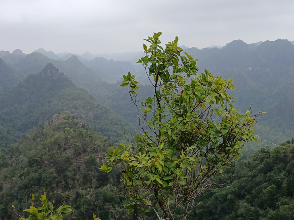 2-Day Scenic Cat Ba Island Tour : Lan Ha Bay Cruise & National Park Trek