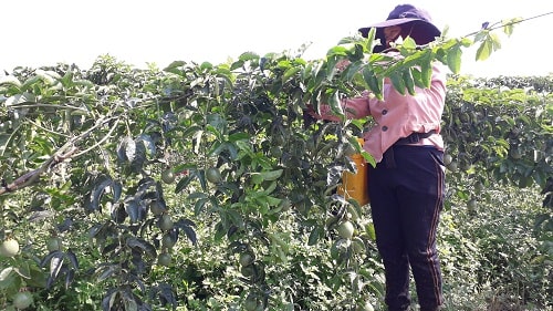 A great insight of passion fruit market and its potential business in Vietnam