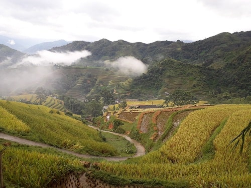 Ideal Time to Visit Hoang Su Phi, Ha Giang