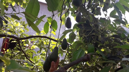 American Avocado Varieties Cultivation in Vietnam Central Highlands