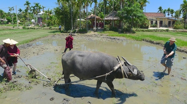 How is the Rice Paddy Cultivated in Vietnam