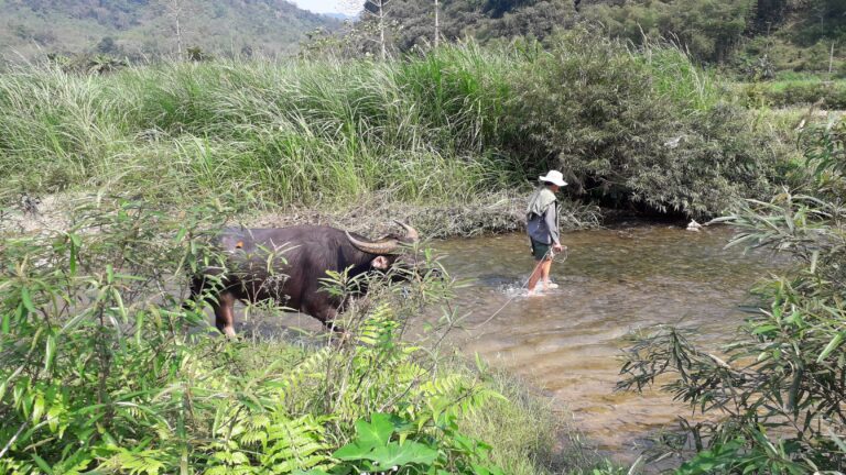 Escape to the Serene Beauty of Pu Luong: A 3-Day Trekking Tour with Golden Holiday Travel