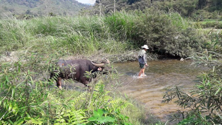 Escape to the Serene Beauty of Pu Luong: A 3-Day Trekking Tour with Golden Holiday Travel