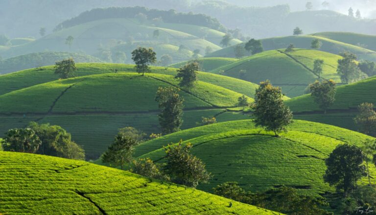 Long Coc Tea Hills : A Dreamy Green Escape in Northern Vietnam