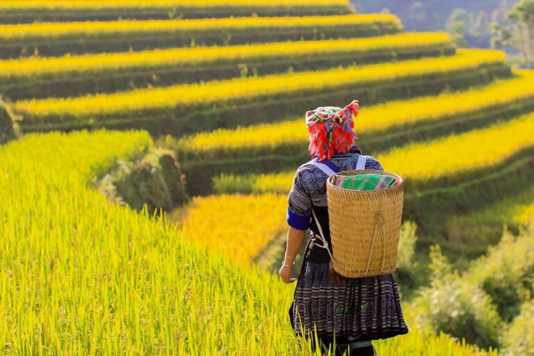 Mu Cang Chai Exploration : Your Complete Travel Guide to Rice Terraced Paradise in Vietnam