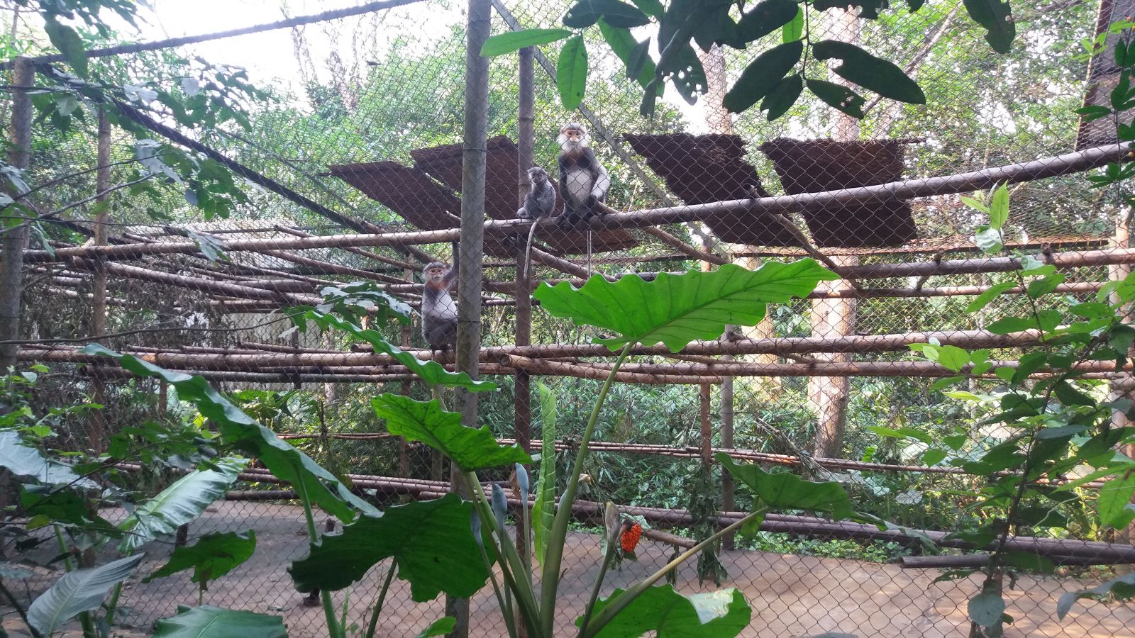 Cuc Phuong National Park- monkey