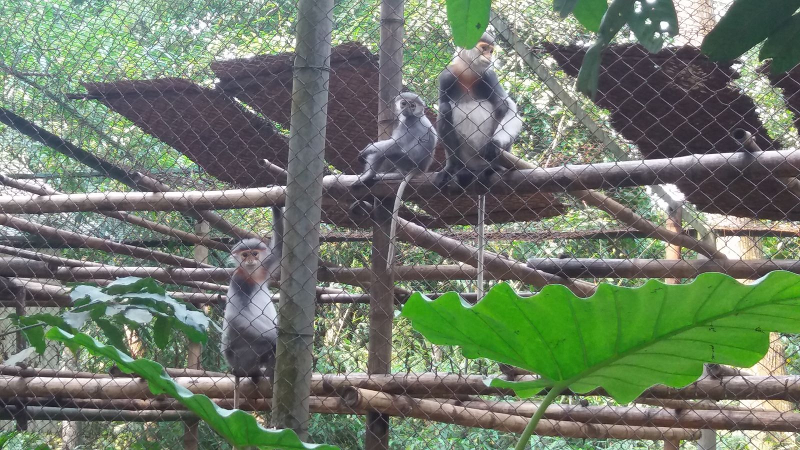 Rescued center Cuc Phuong