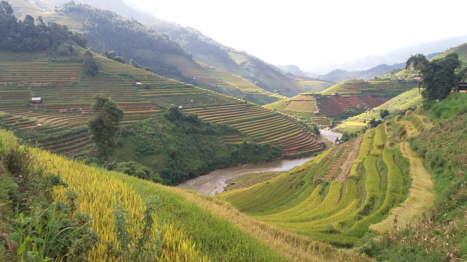 Mu Cang Chai rice terraces
