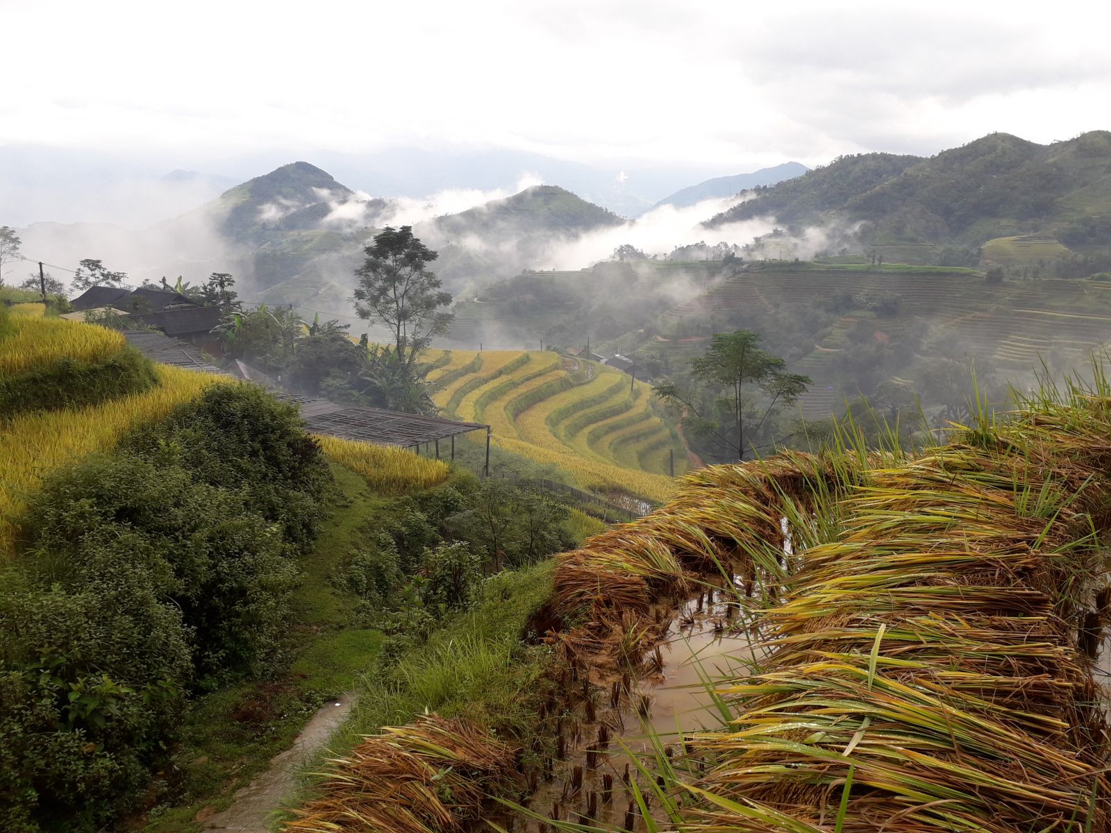 Rice terraces & mountains Hoang Su Phi