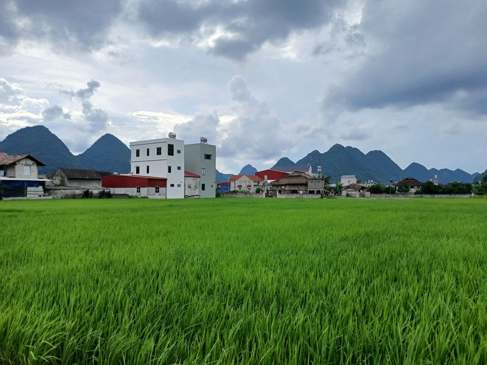 Bac Son Green