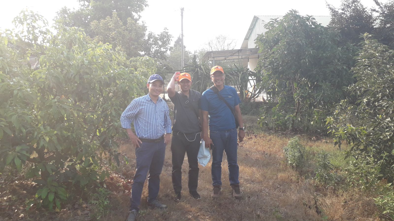 Avocado farm in Pleiku