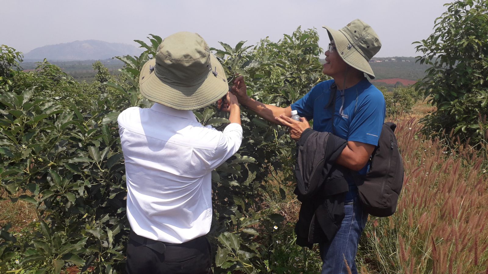 Farm of avocado american