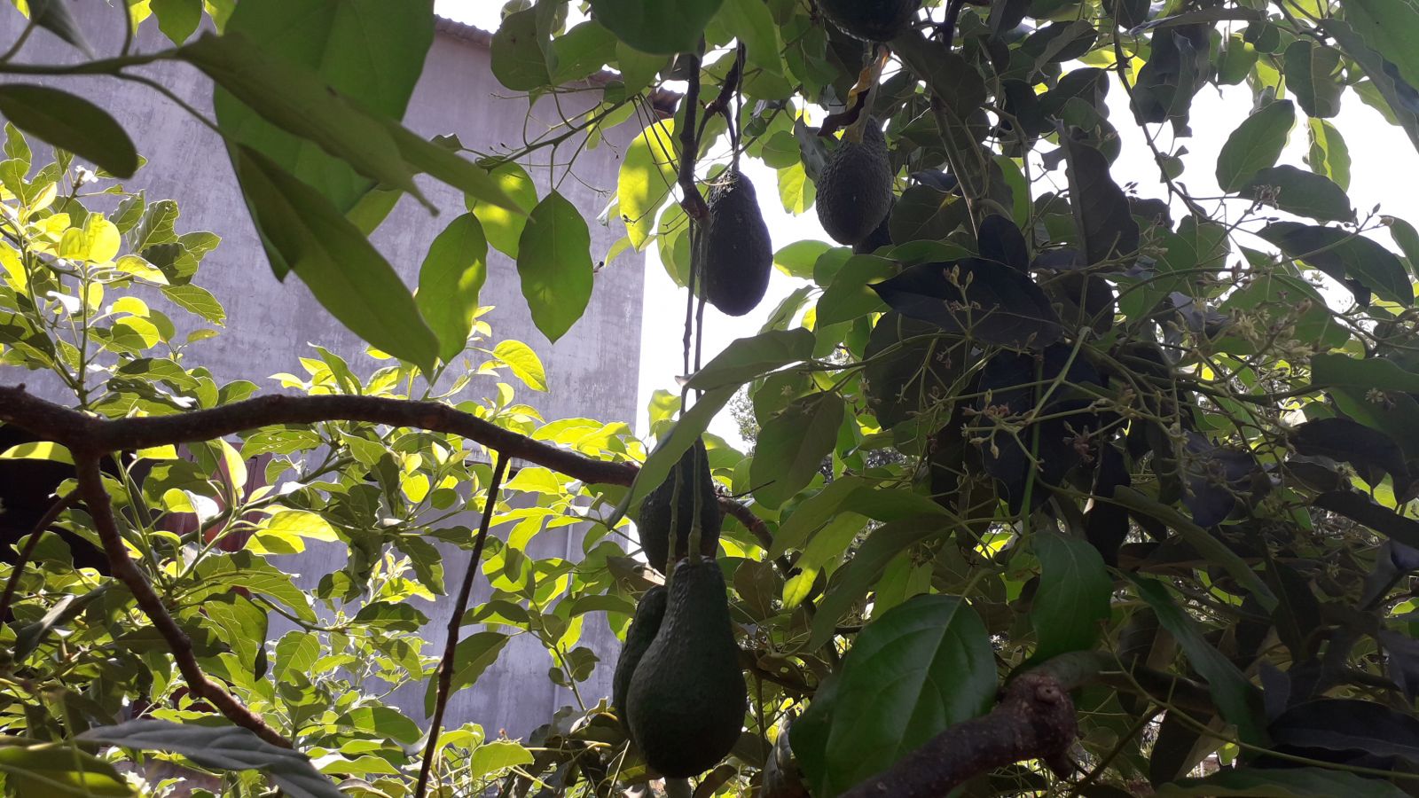 Fruit on Avocado tree