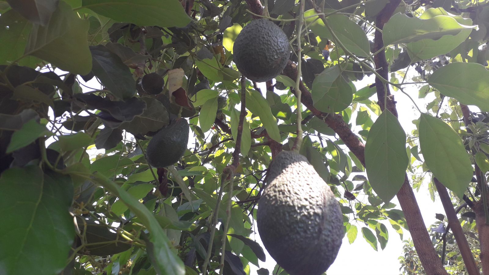 Avocado fruit