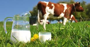 Milk product Ba Vi