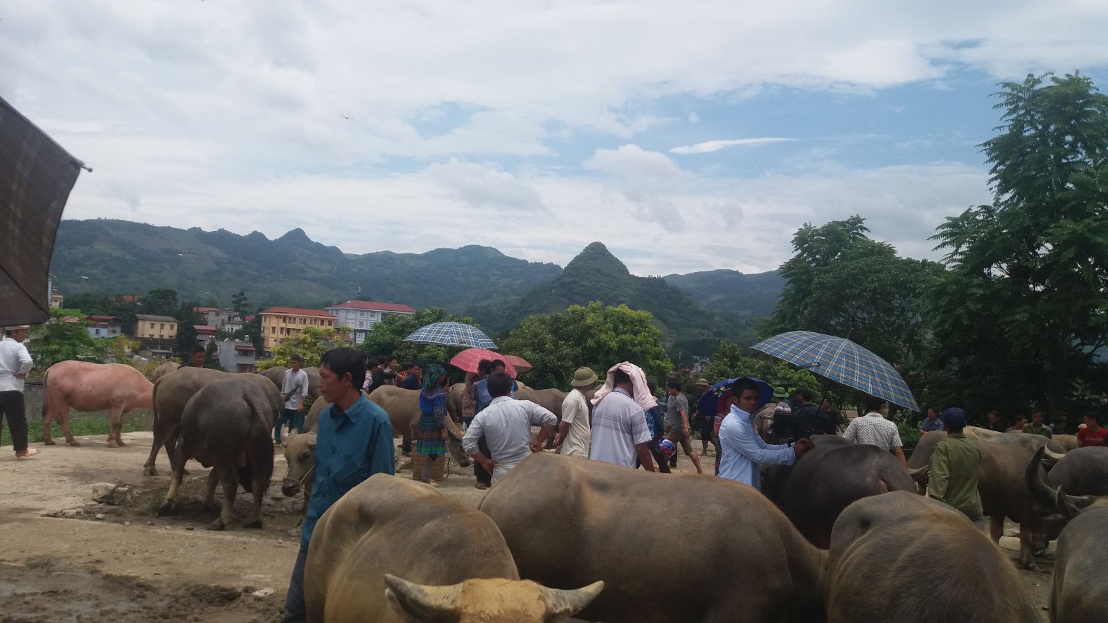 Bac Ha Market Buffalo