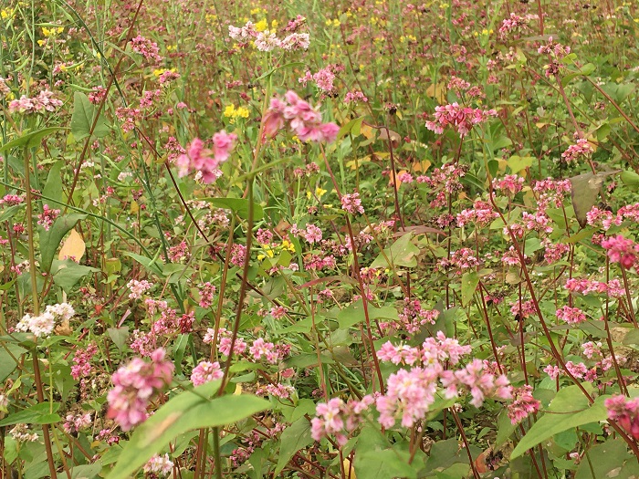 Best time for buckwheat flowers in Ha Giang