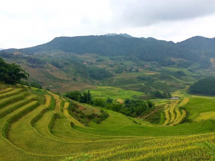 car hire Sapa from Hanoi- rice terraces
