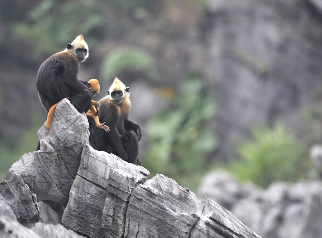 langurs - Lan Ha bay - Cat ba island