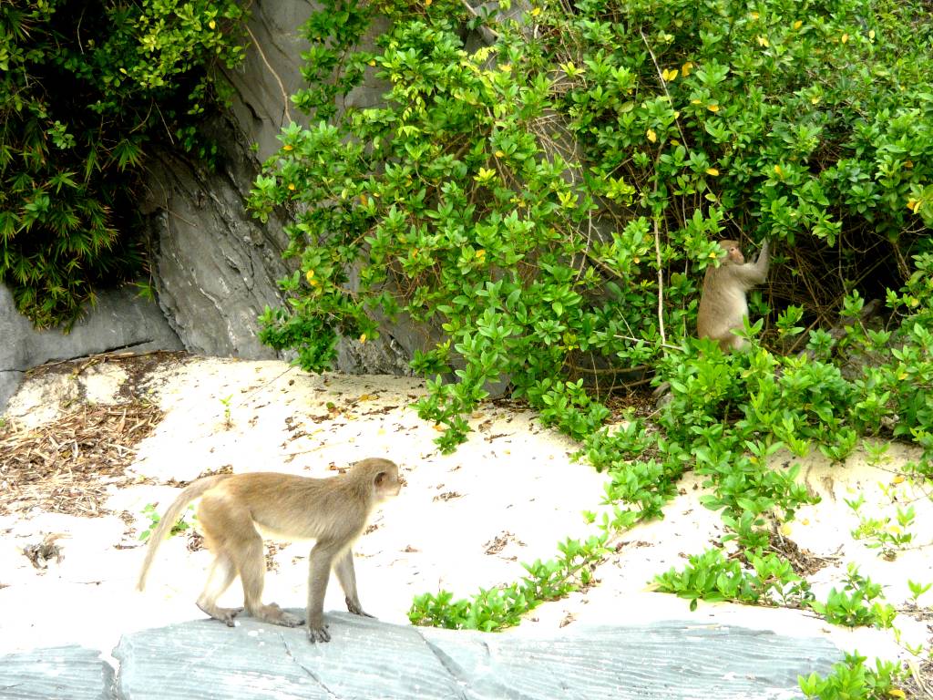 Catba monkey island