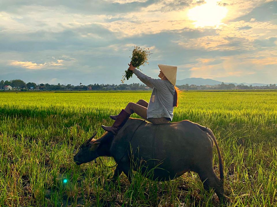 Buffalo riding -VN