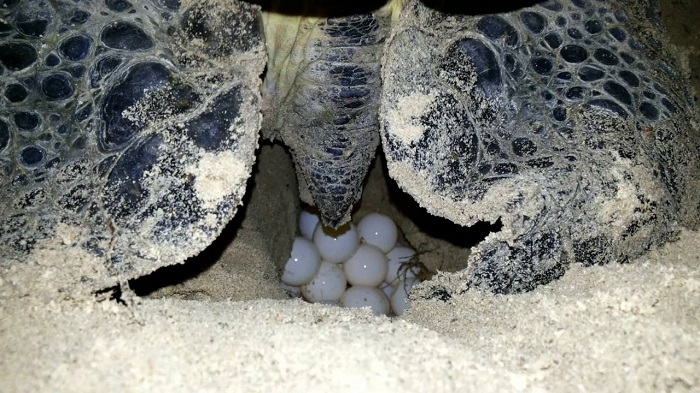 Turtle laid eggs in Con Dao island