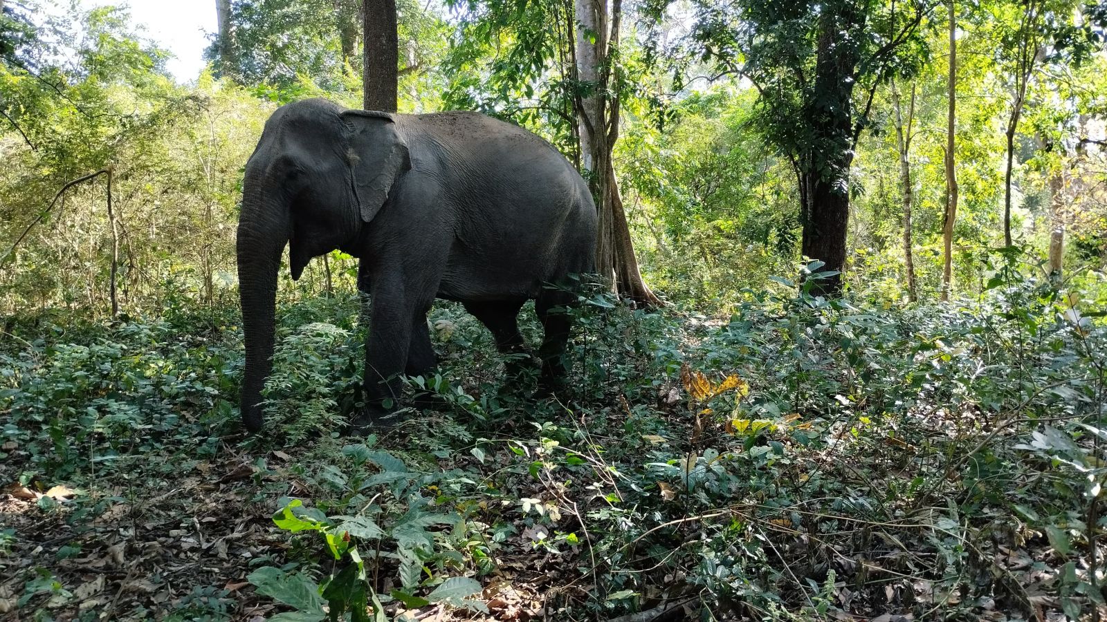 Yok Don Elephant