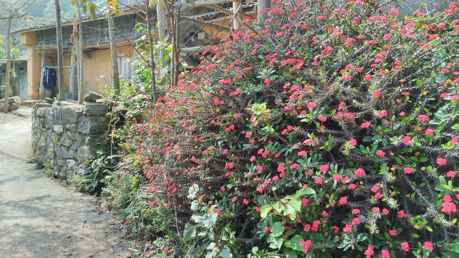 Flower in the village