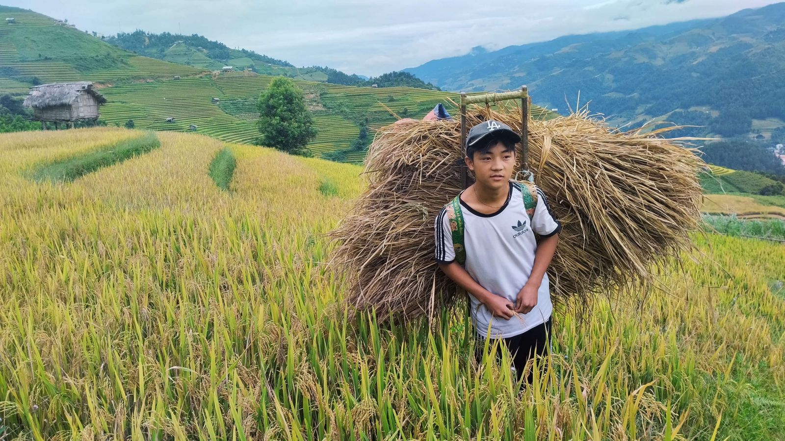 Mu Cang Chai rice terraces