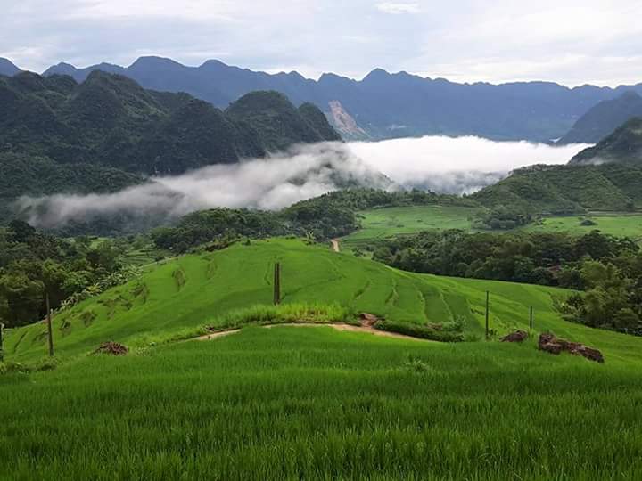 Rice terrace green color