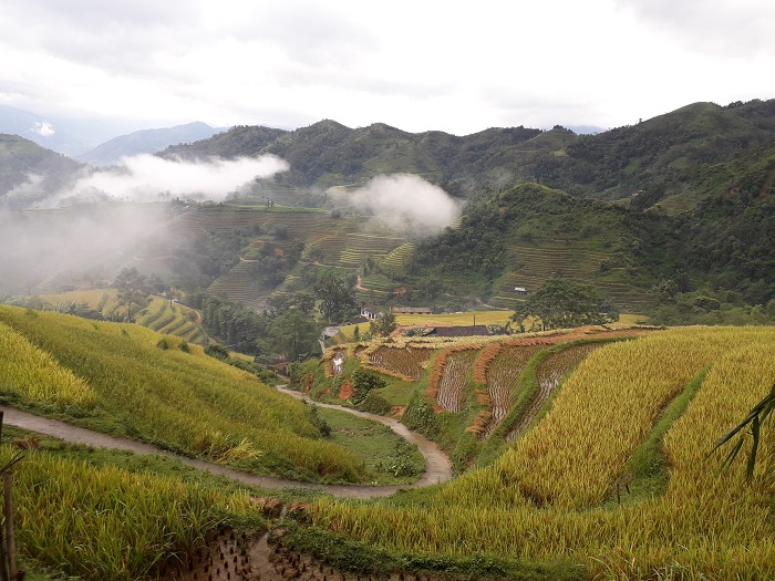 Rice terraces in Hoang Su Phi