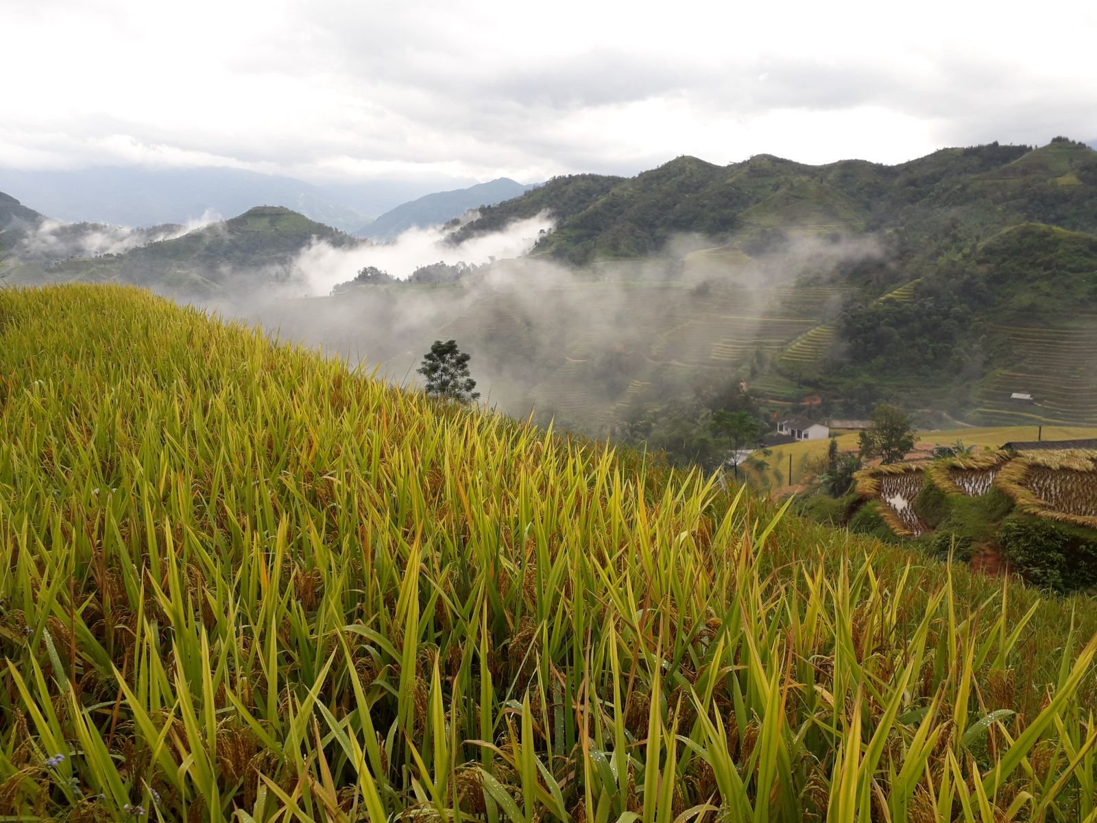 Hoang Su Phi rice terraces
