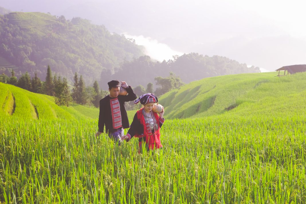 Hoang Su Phi rice terraces - Ha Giang