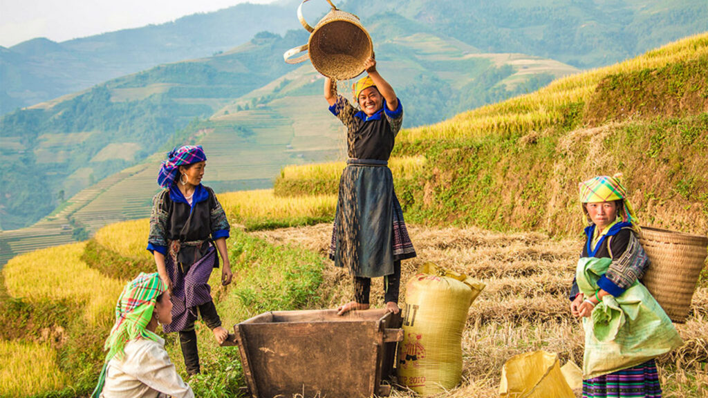 Into The Wild of Northern Vietnam 4 Days : Hoang Su Phi Trek & Thac Ba Lake Escape
