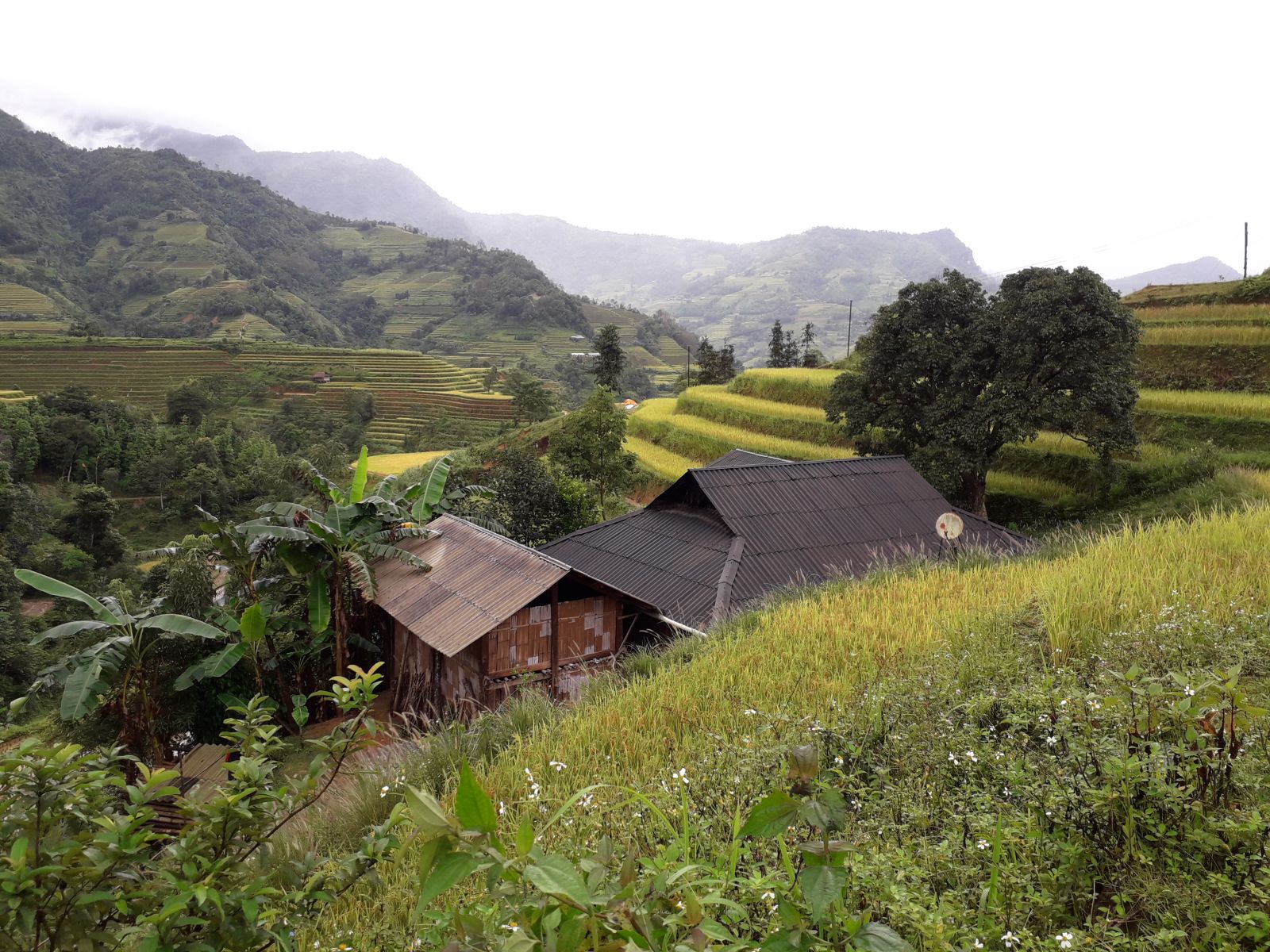 Rice terraces