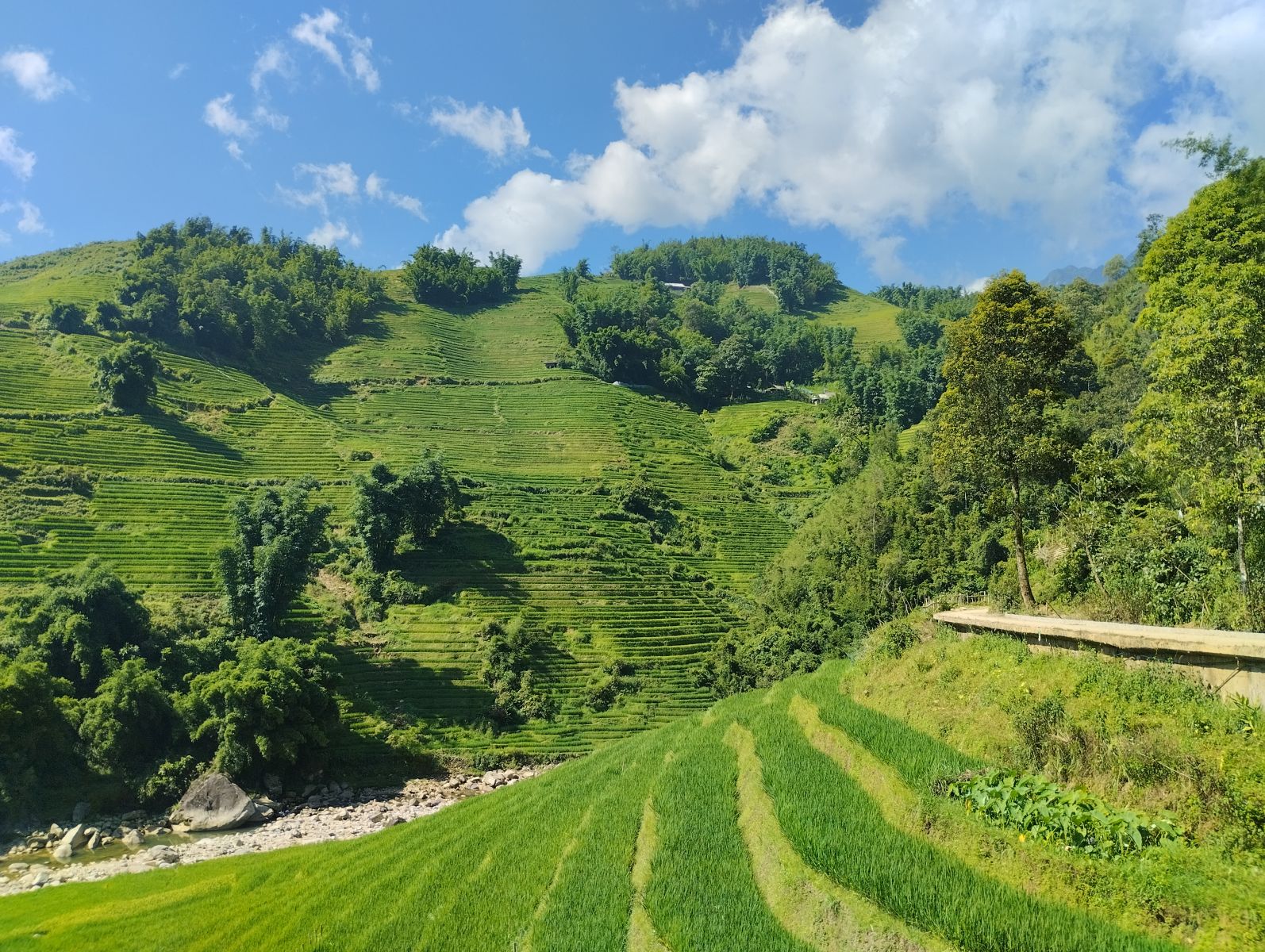 rice terrace Sapa