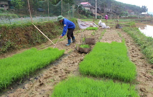 Ma baby rice tree