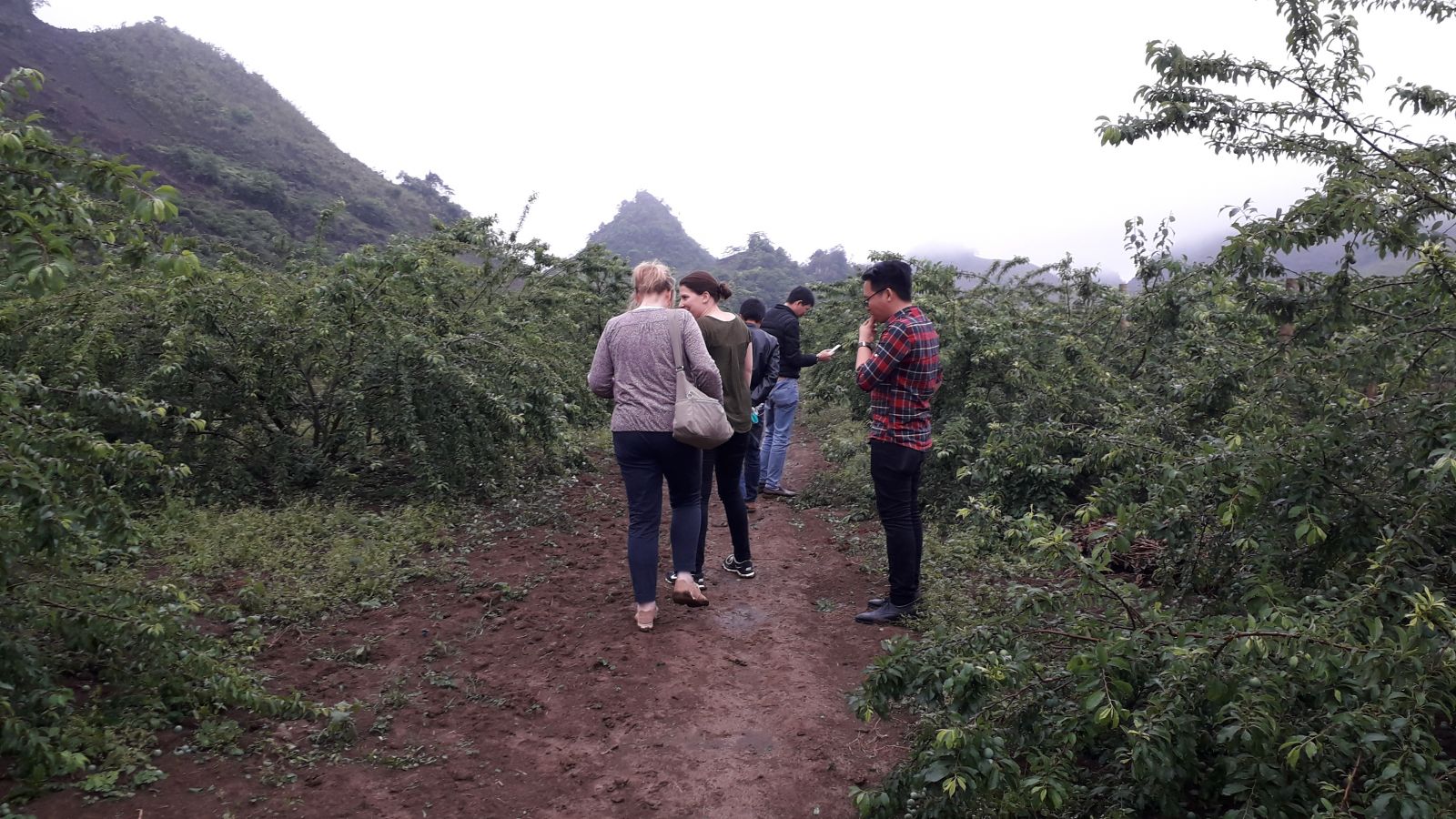 Passion fruit plantation in Son La