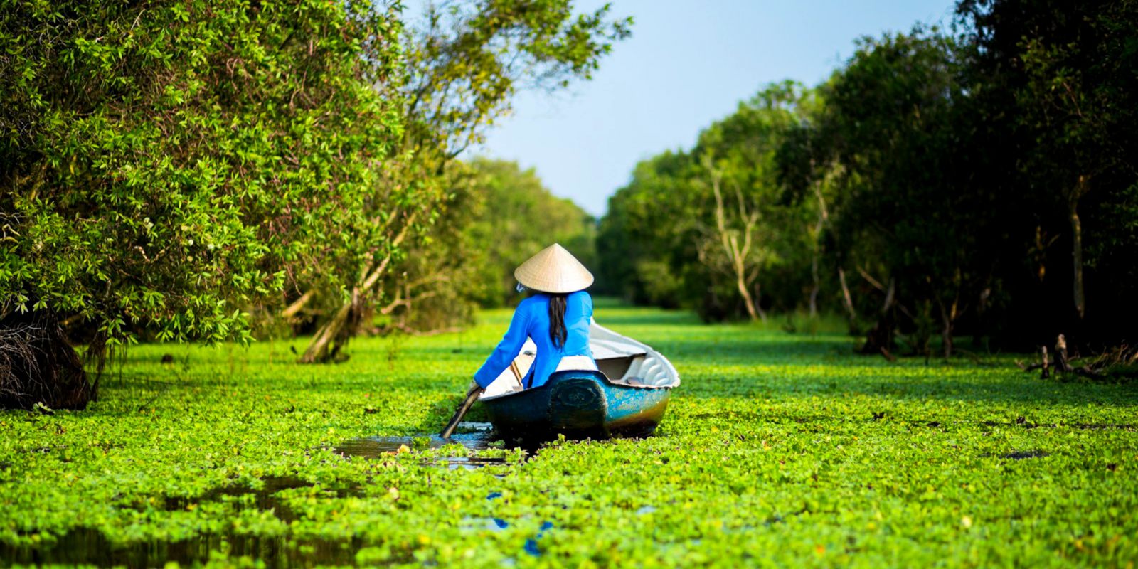 Tra Su mangrove forest