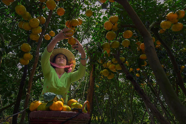 Mekong delta garden