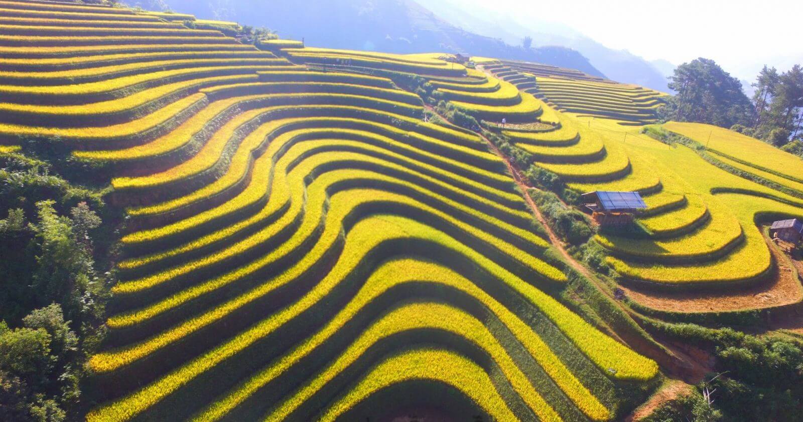 Mu Cang Chai rice terraces- trekking site Vietnam
