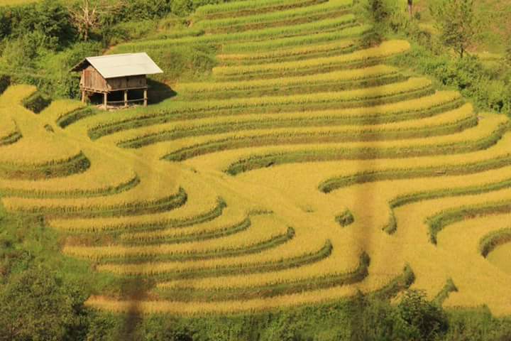 Mu Canang Chai fields of rice