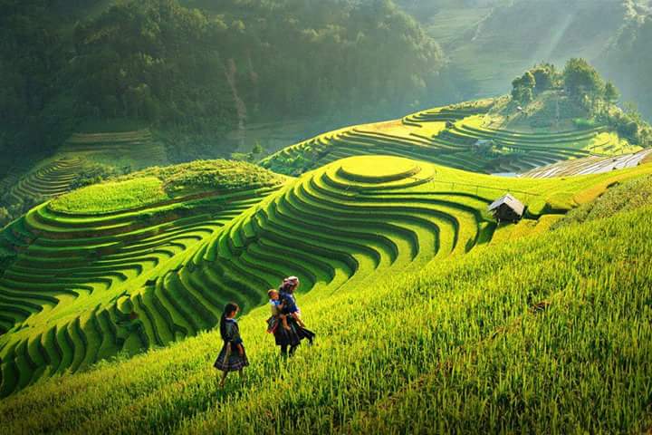Stepped fields in Mu Cang Chai
