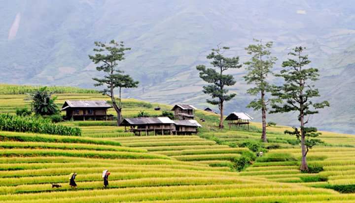 Terraces in Mu Cang Chai