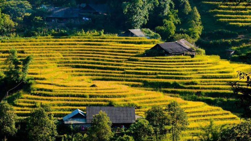 Sapa rice terraces - Muong Hoa valley