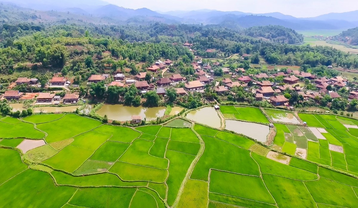 Dien Bien rice fields