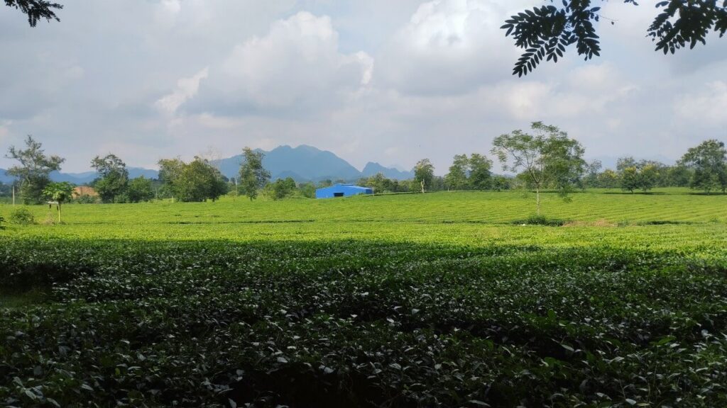 Best of Yen Bai in 4 Days : Scenic Treks Along Mu Cang Chai Rice Terraces & Thac Ba Lake Views